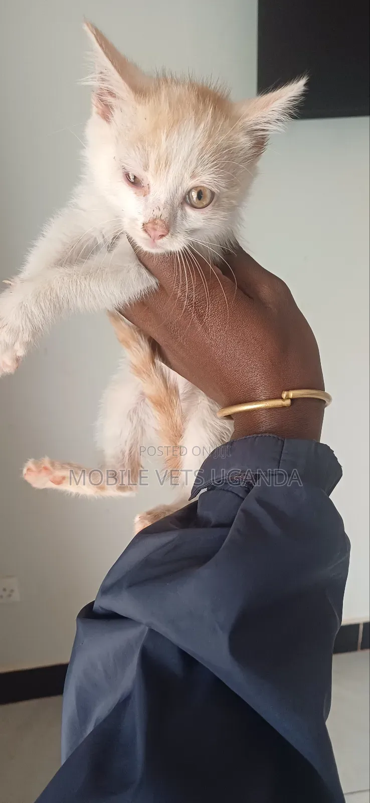 1-3 months Female Purebred Balinese