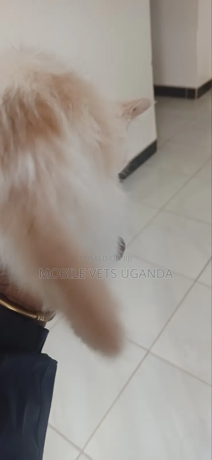 1-3 months Male Purebred Ocicat