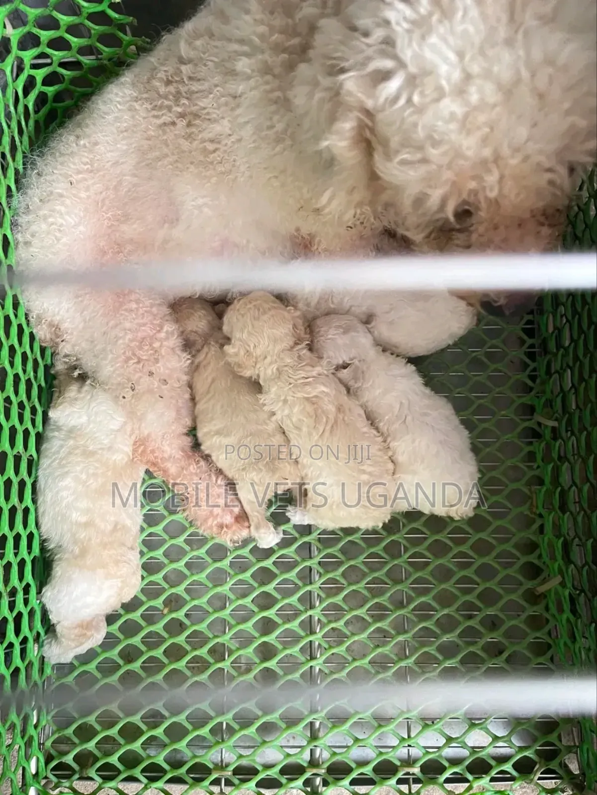 1-3 months Male Purebred Maltese