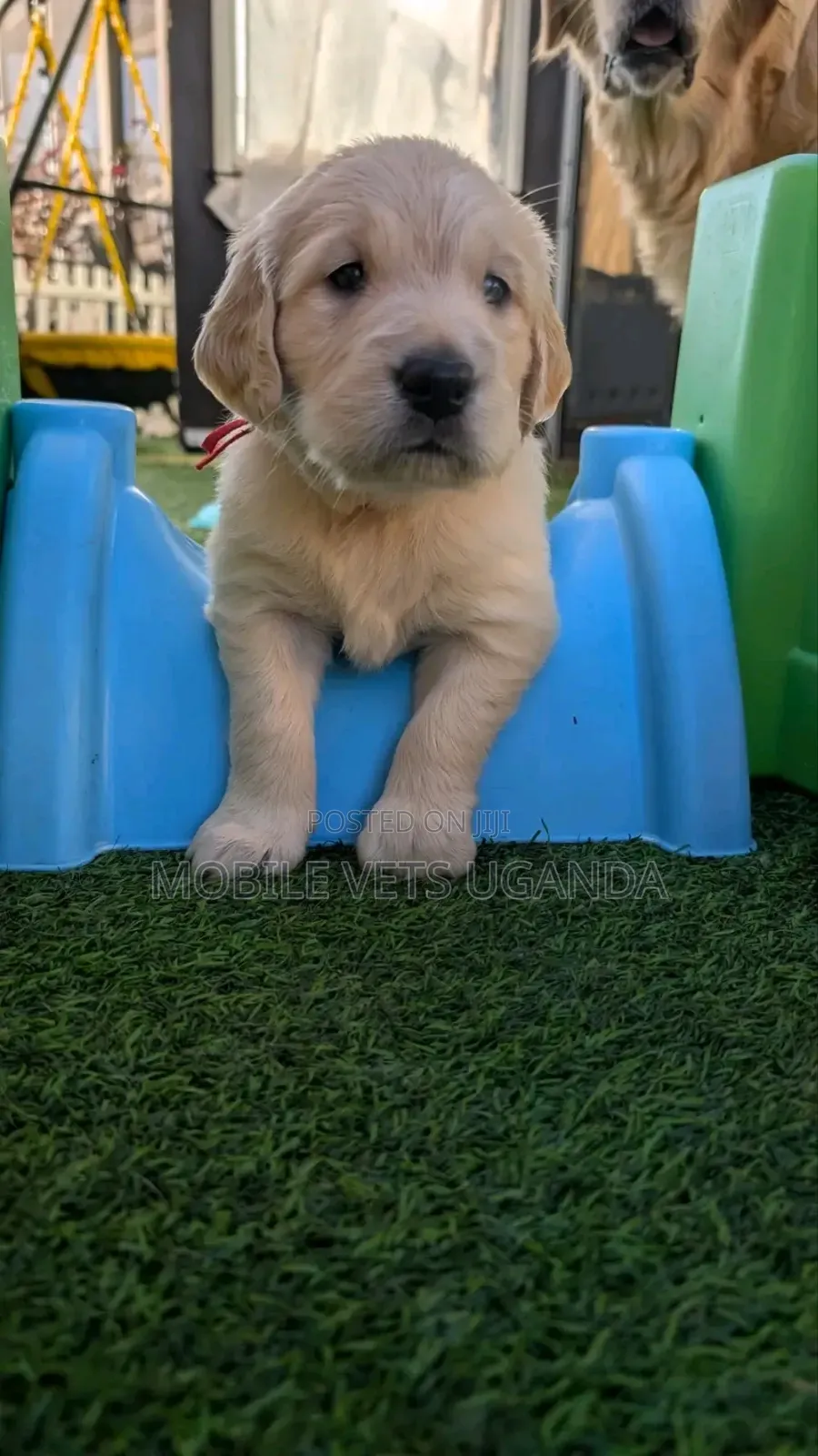 1-3 months Male Purebred Golden Retriever