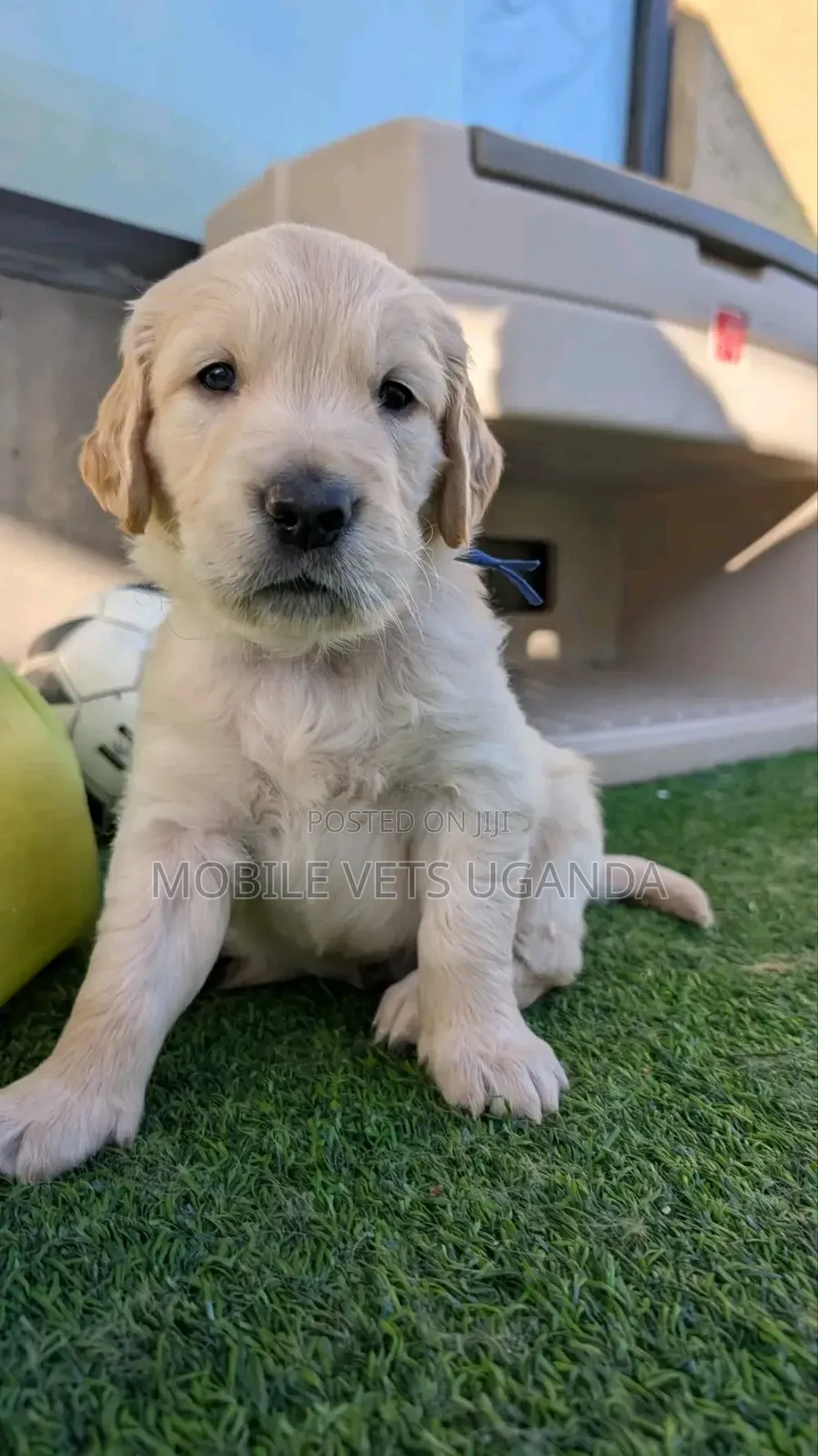 3-6 months Male Purebred Golden Retriever
