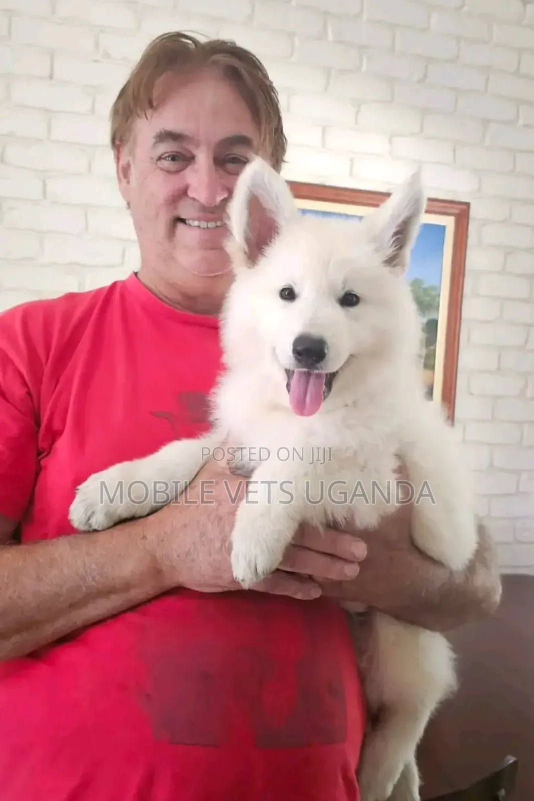 3-6 months Female Purebred Japanese Spitz