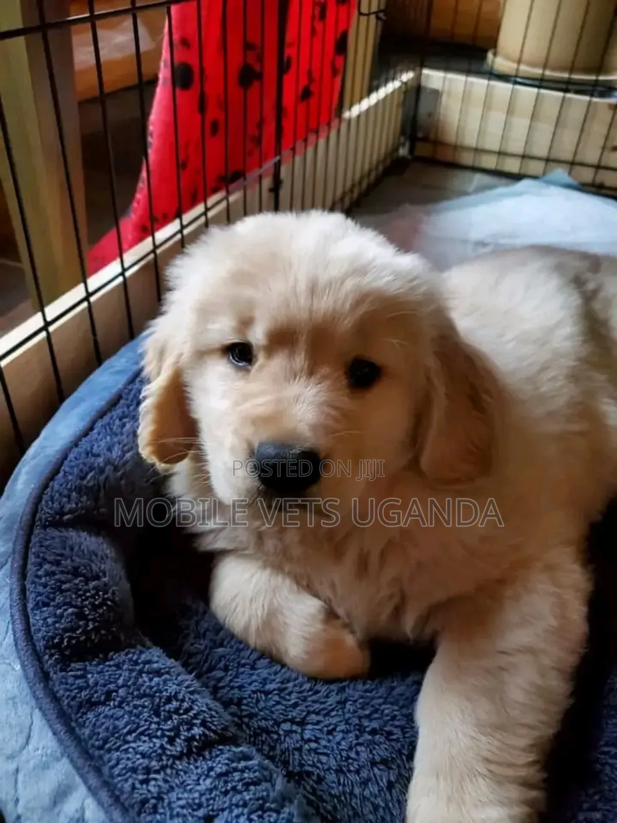 1-3 months Female Purebred Golden Retriever