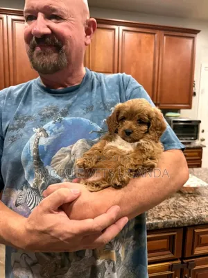 1-3 months Female Purebred Maltese