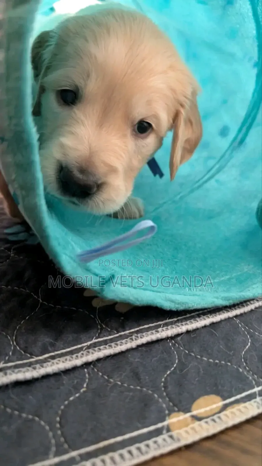 0-1 month Male Purebred Golden Retriever