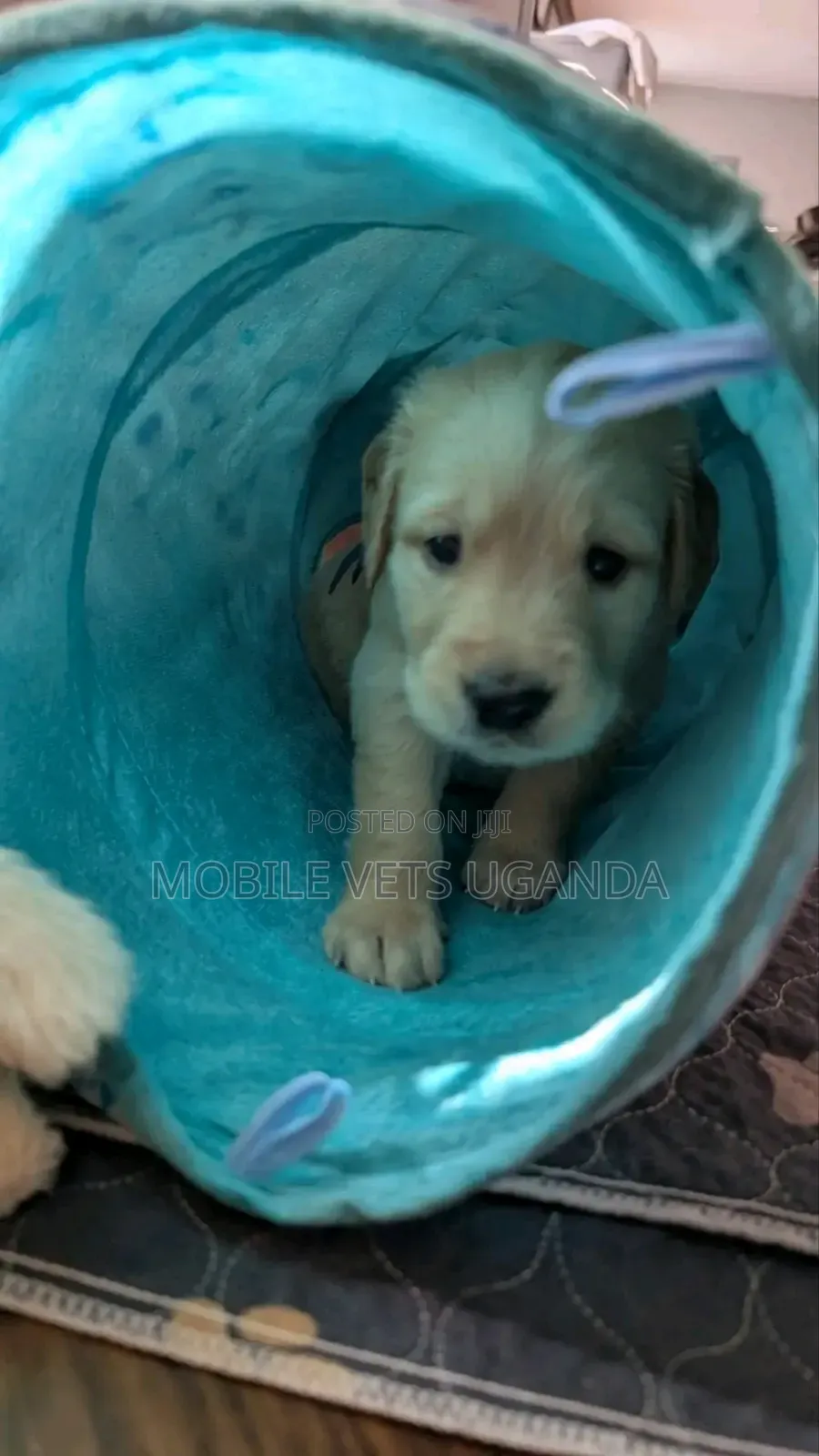 1-3 months Male Purebred Golden Retriever