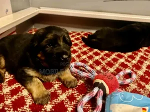 1-3 months Male Purebred German Shepherd