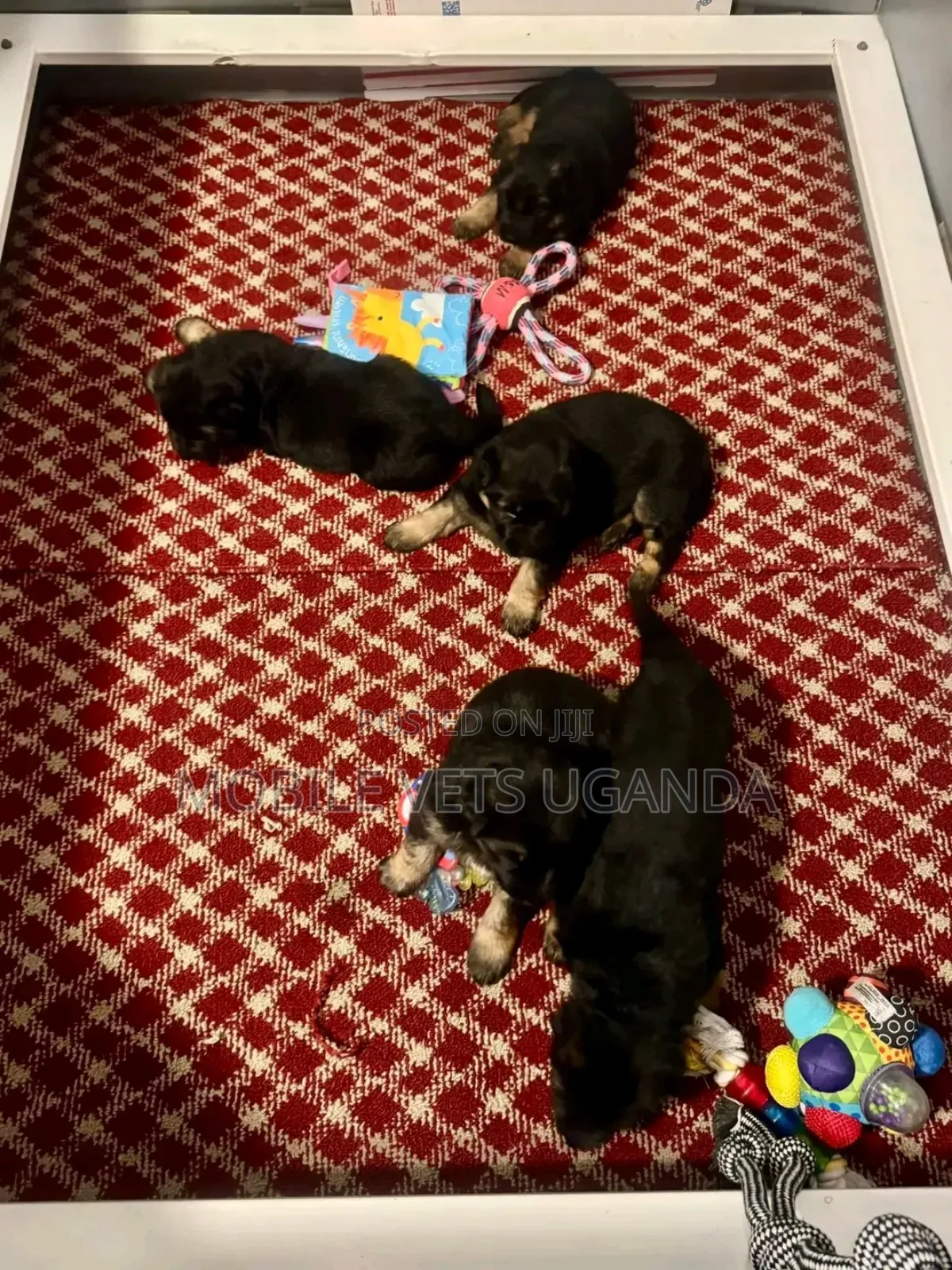 3-6 months Male Purebred German Shepherd