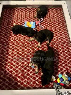 3-6 months Male Purebred German Shepherd