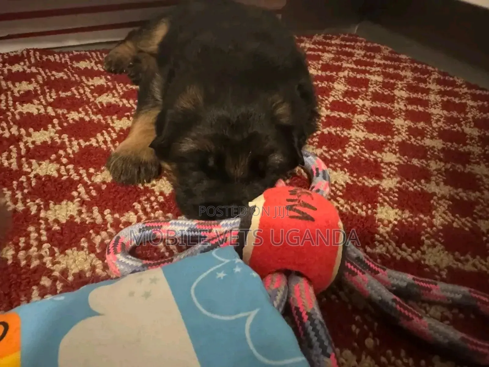 1-3 months Female Purebred German Shepherd