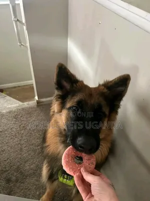 3-6 months Male Purebred German Shepherd