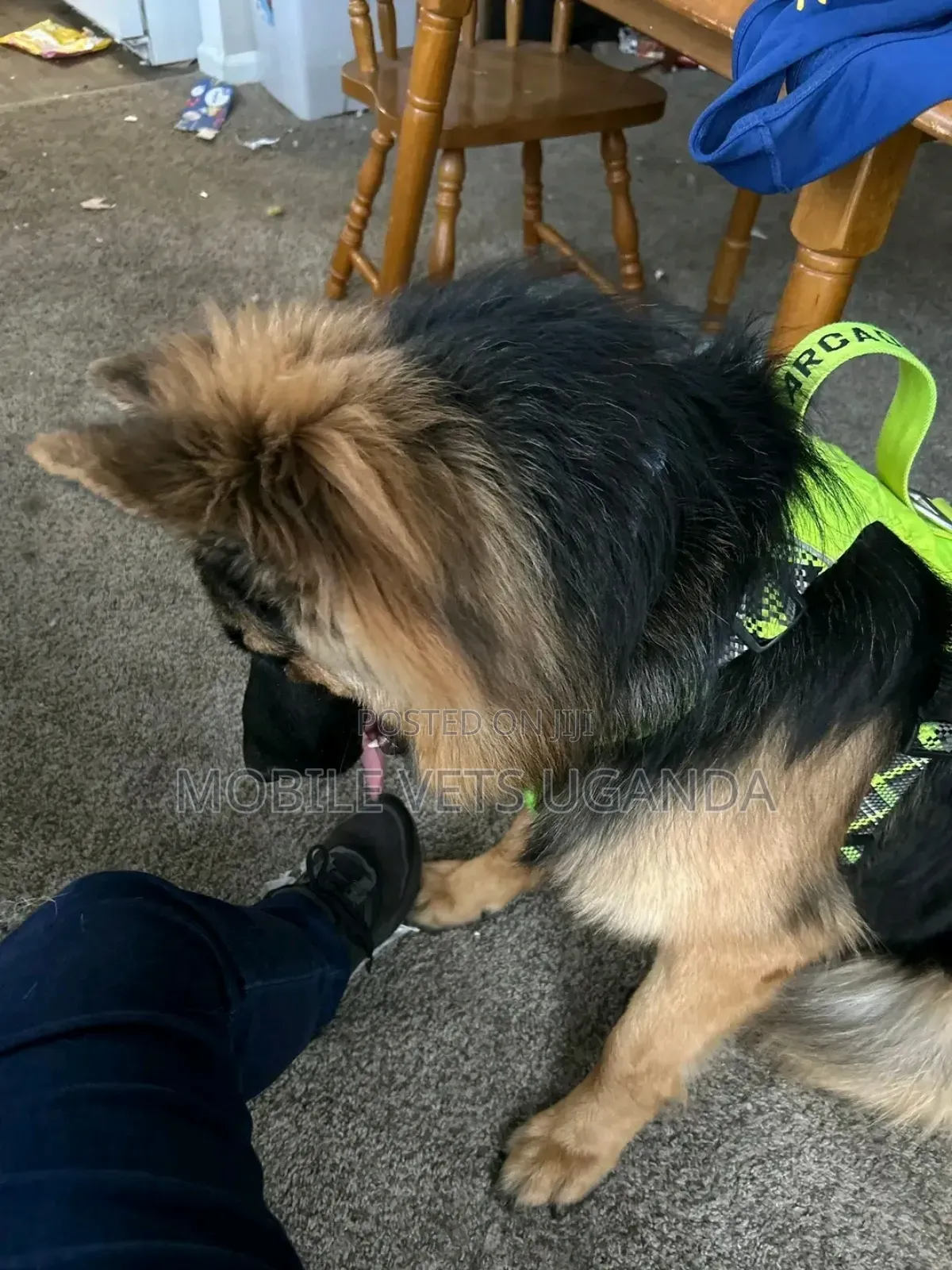 3-6 months Female Purebred German Shepherd