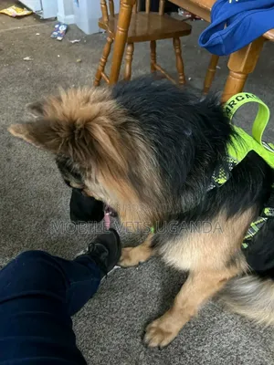 3-6 months Female Purebred German Shepherd