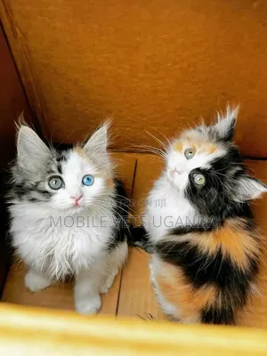 1-3 months Male Purebred Turkish Angora