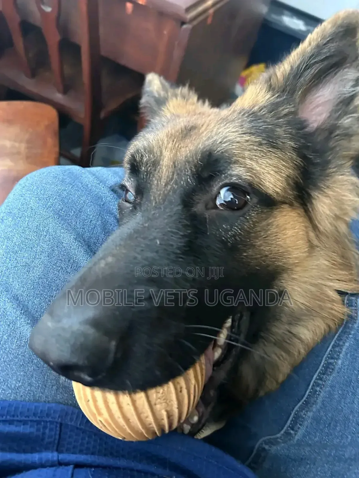 6-12 months Male Purebred German Shepherd