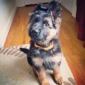 3-6 months Male Purebred German Shepherd
