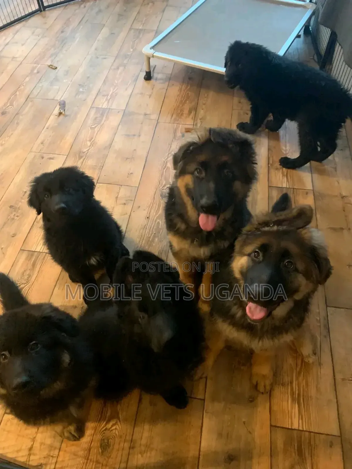 1-3 months Male Purebred German Shepherd