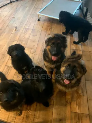 1-3 months Male Purebred German Shepherd