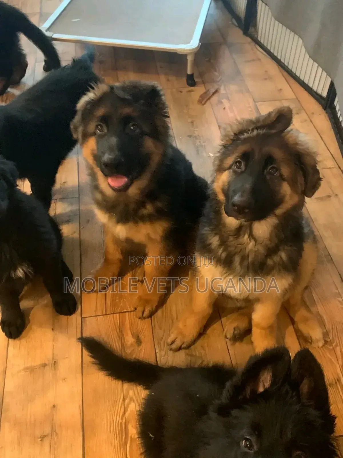 3-6 months Female Purebred German Shepherd
