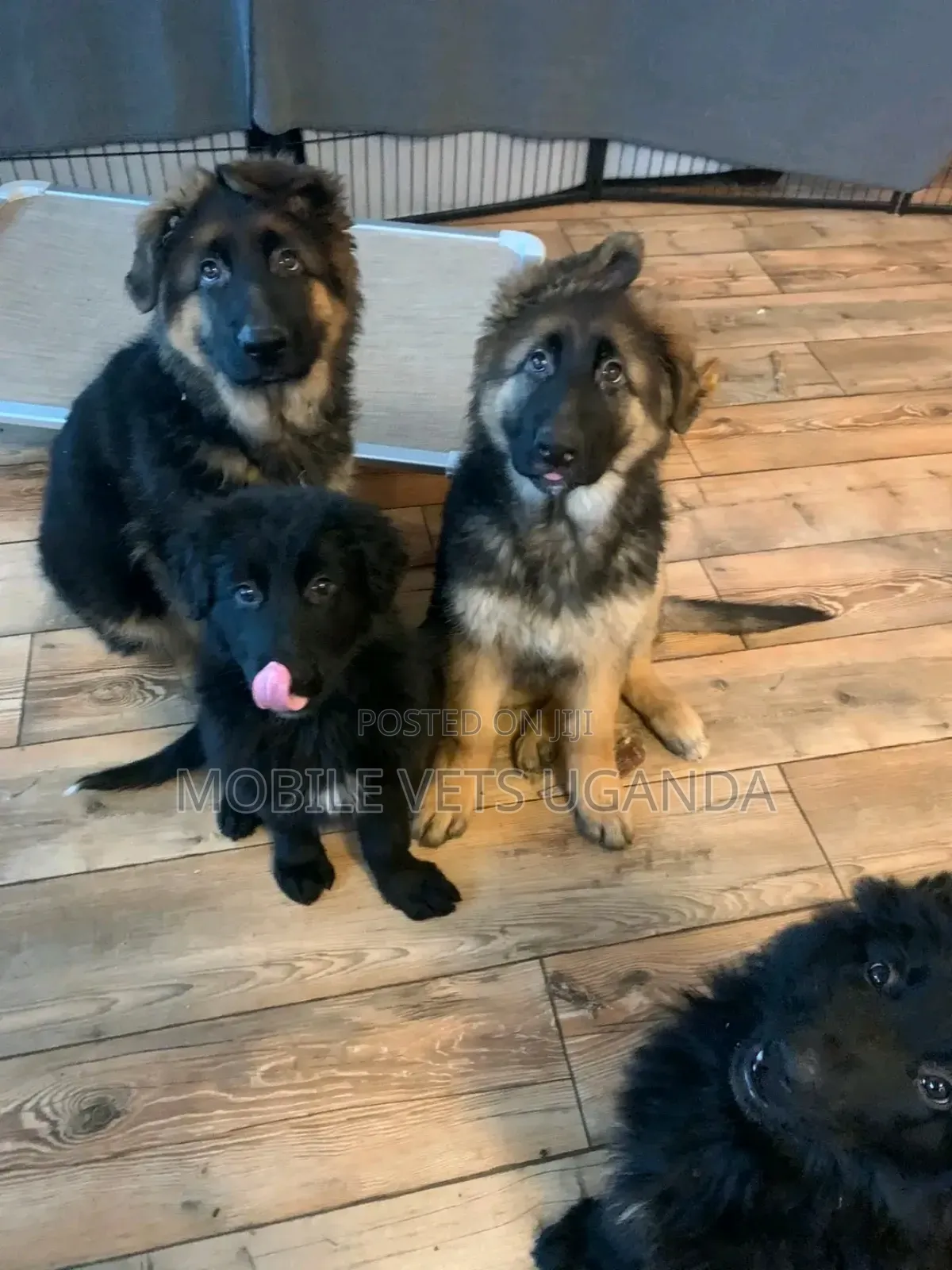 1-3 months Male Purebred German Shepherd