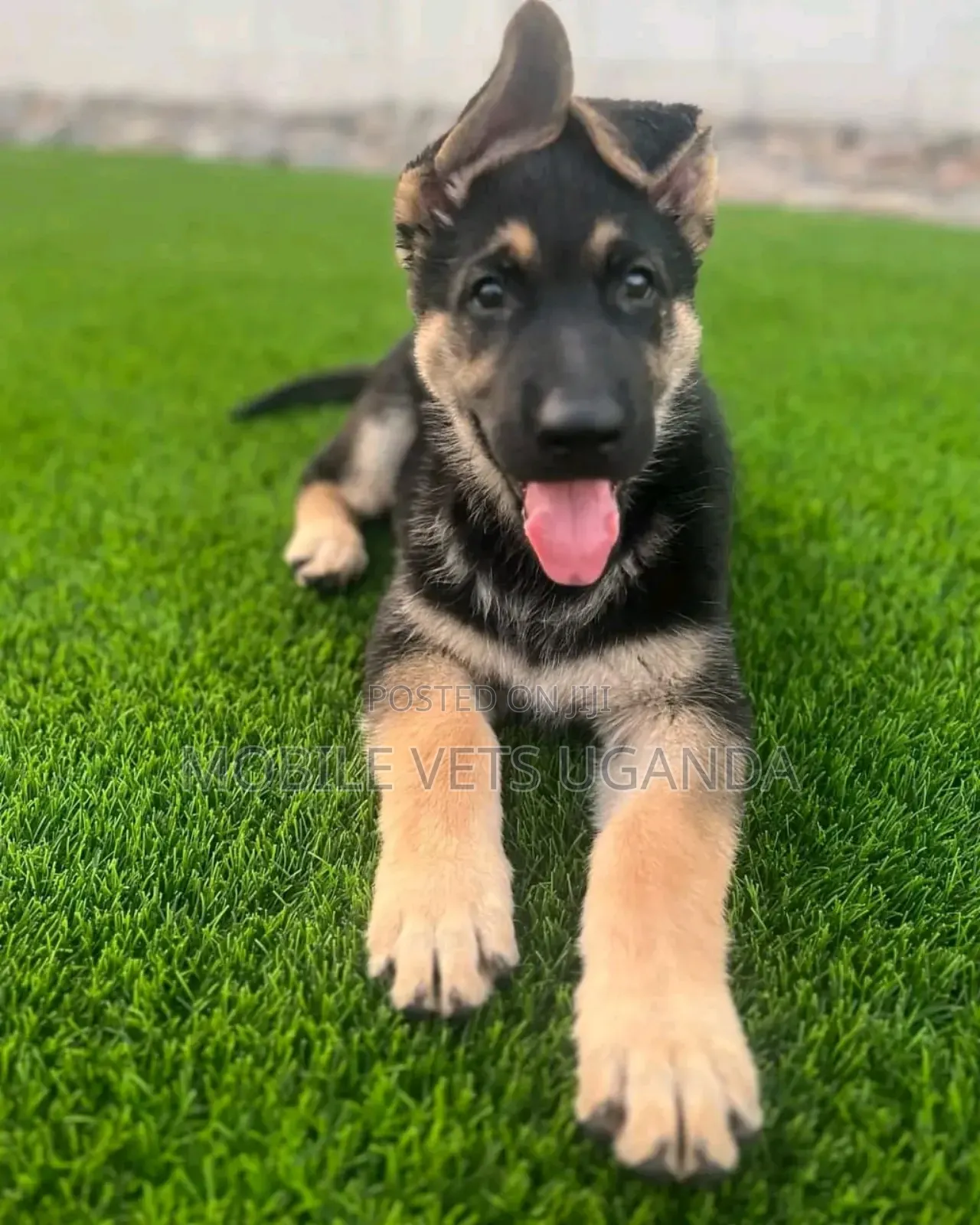 3-6 months Female Purebred German Shepherd