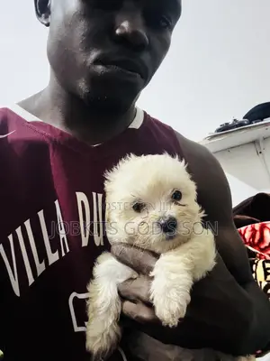 1-3 months Male Purebred Maltese