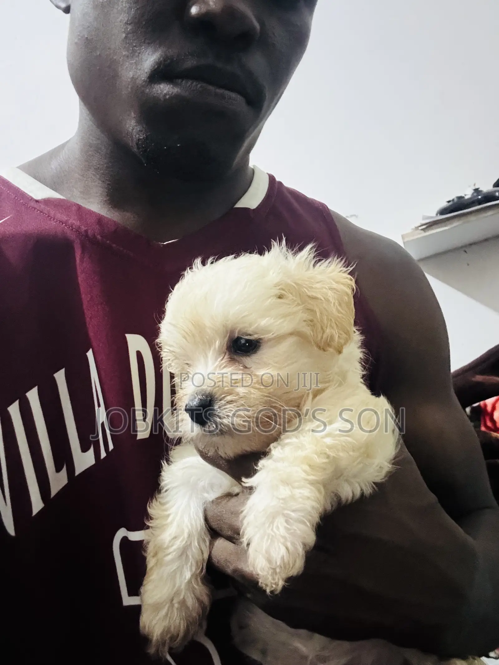 1-3 months Male Purebred Maltese