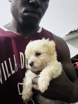 1-3 months Male Purebred Maltese