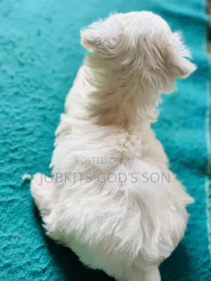 1-3 months Male Purebred Maltese