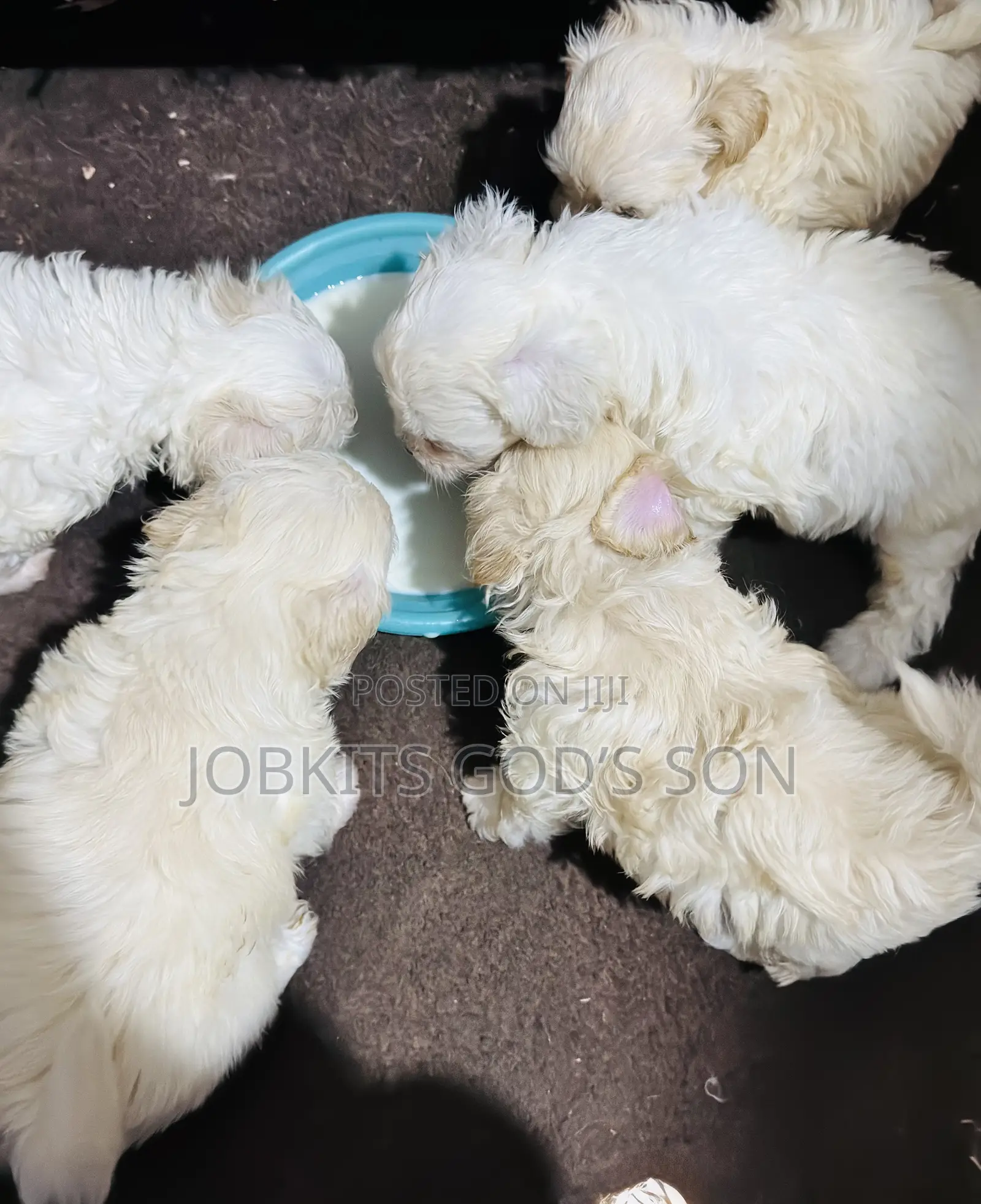 1-3 months Male Purebred Maltese