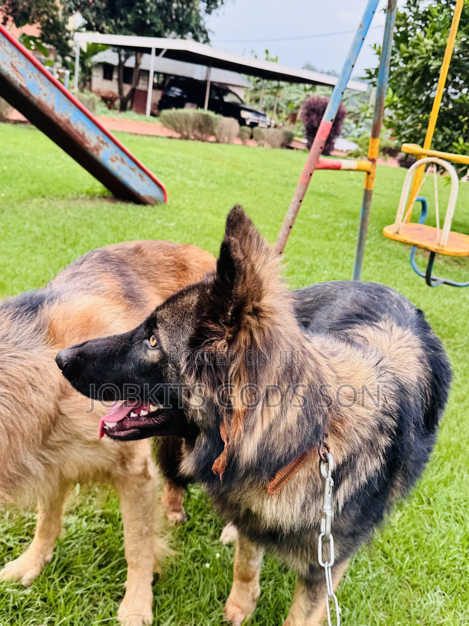1-3 months Male Purebred German Shepherd
