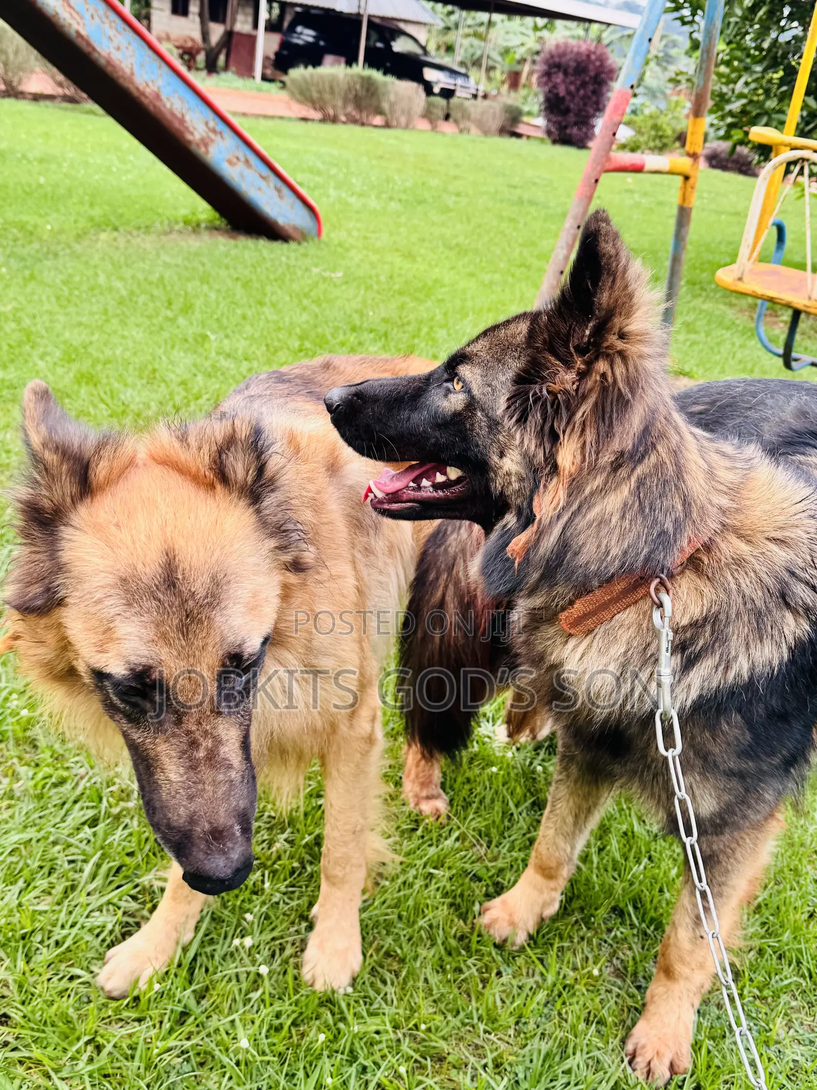 1-3 months Male Purebred German Shepherd