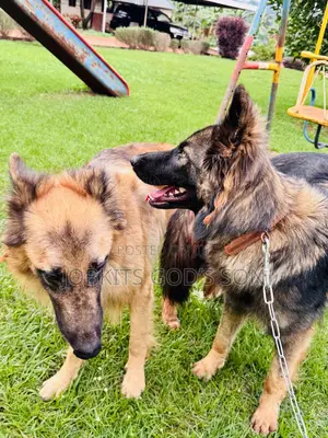 1-3 months Male Purebred German Shepherd