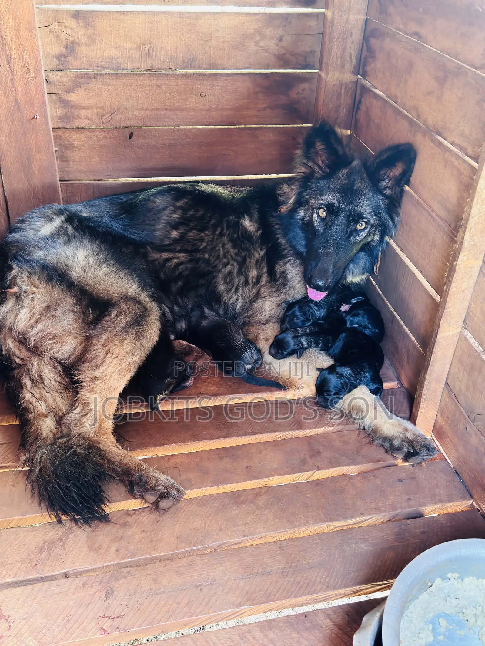 1-3 months Male Purebred German Shepherd