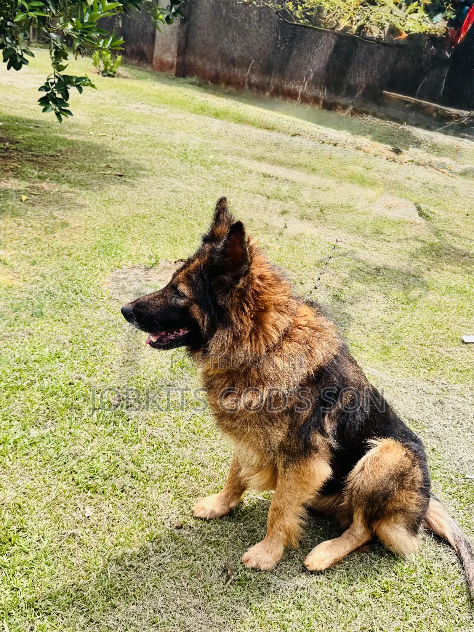 1-3 months Male Purebred German Shepherd