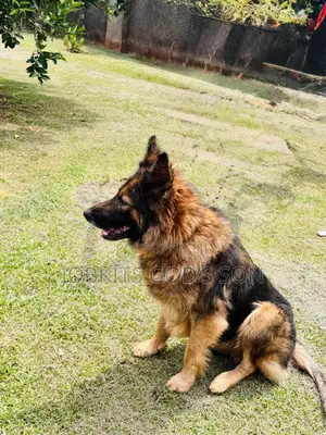 1-3 months Male Purebred German Shepherd
