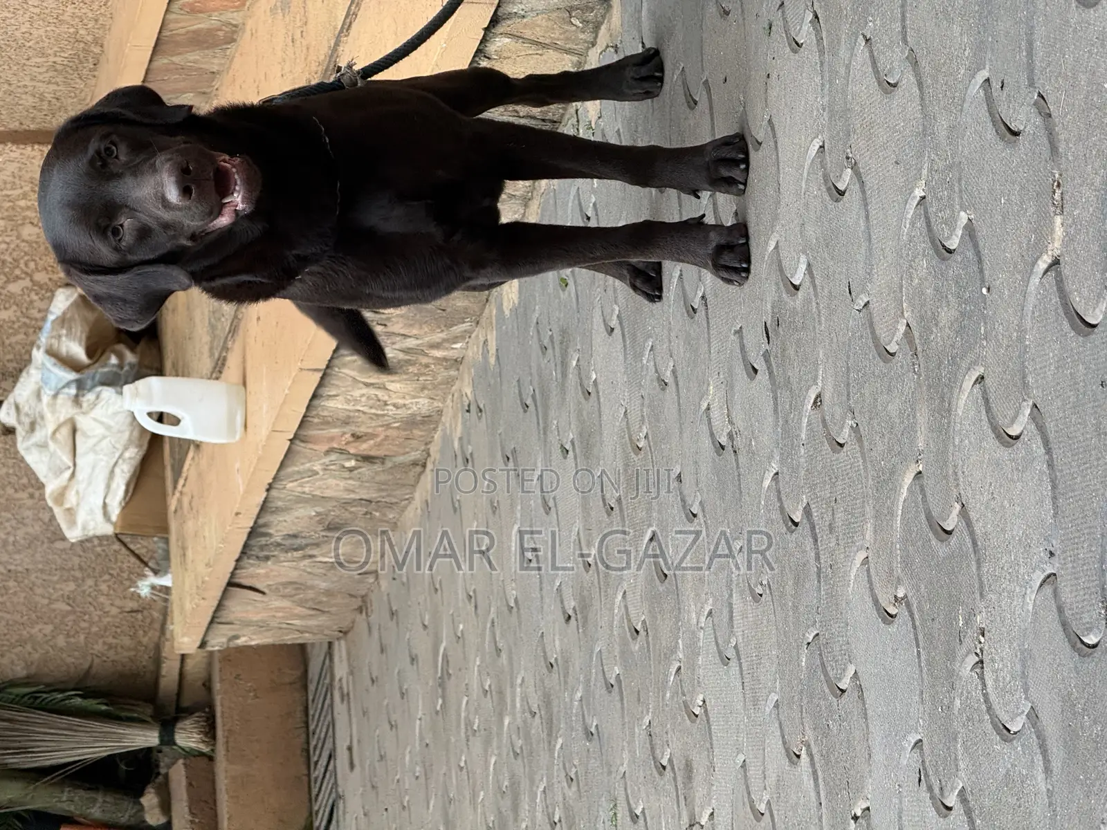 6-12 months Female Purebred Labrador Retriever