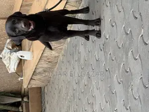 6-12 months Female Purebred Labrador Retriever