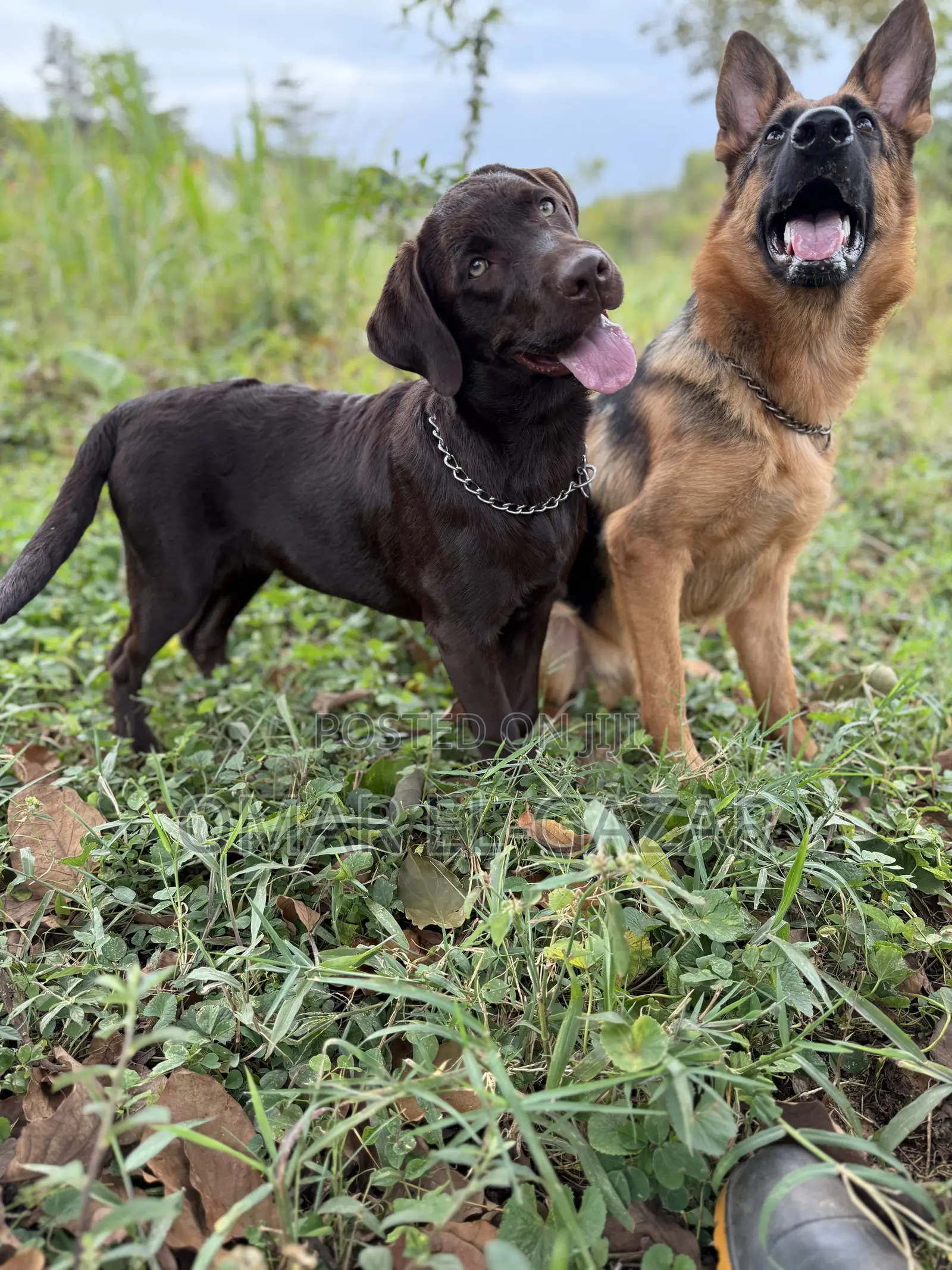 6-12 months Female Purebred Labrador Retriever