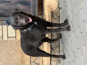 6-12 months Female Purebred Labrador Retriever