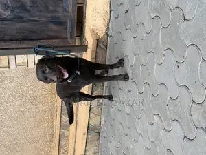 6-12 months Female Purebred Labrador Retriever