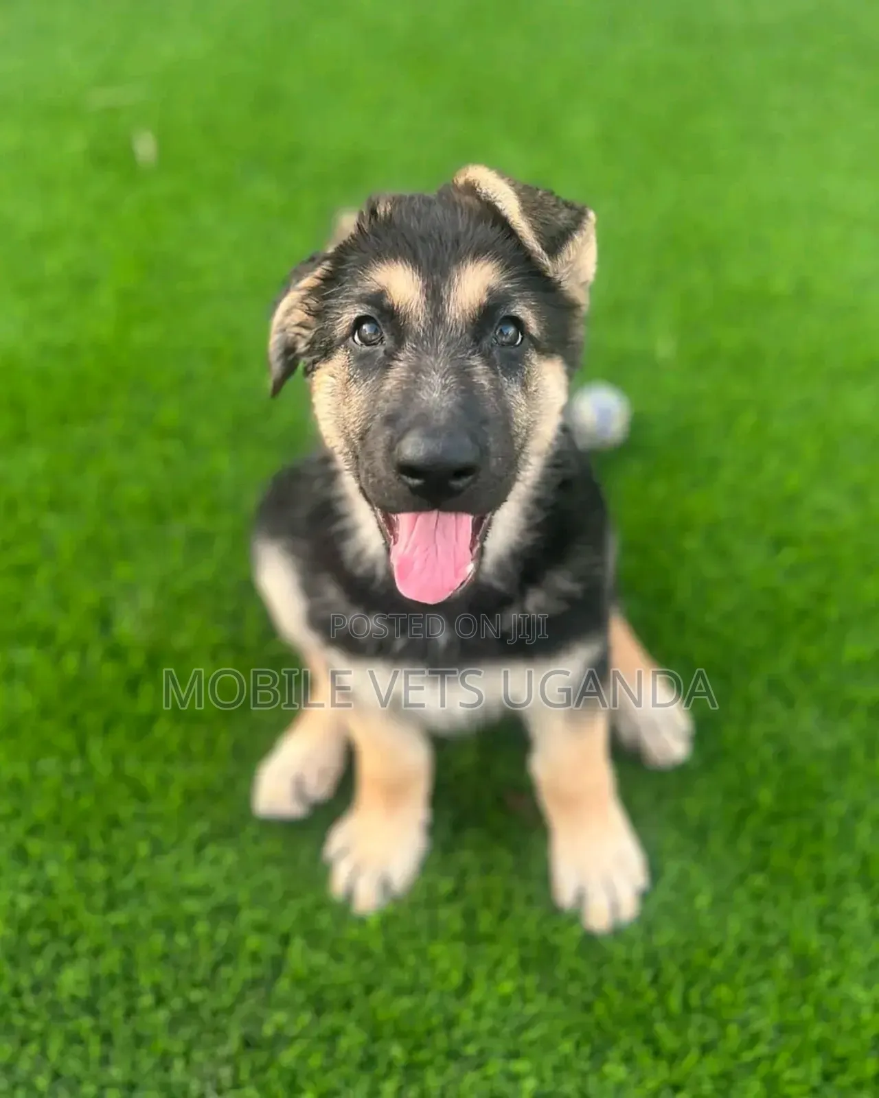 1-3 months Female Purebred German Shepherd
