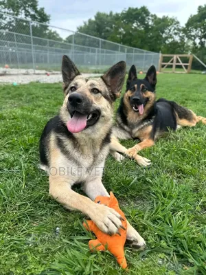 3-6 months Female Purebred German Shepherd