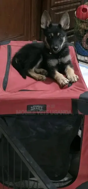 0-1 month Male Purebred German Shepherd