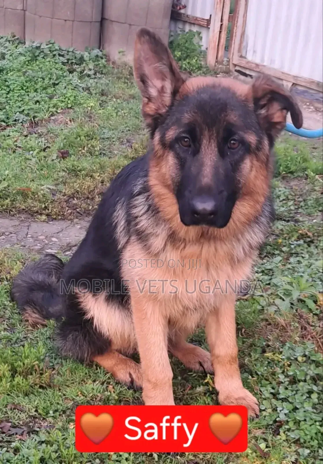 6-12 months Female Purebred German Shepherd