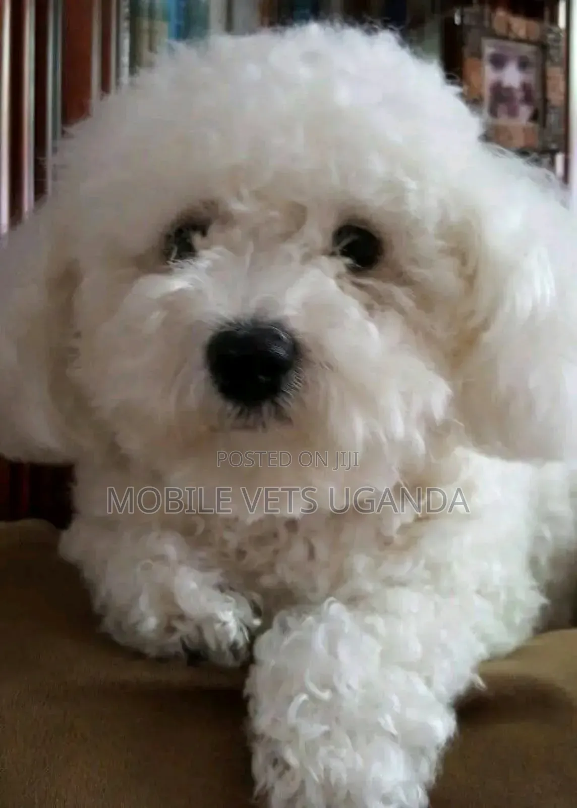 1-3 months Female Purebred Maltese