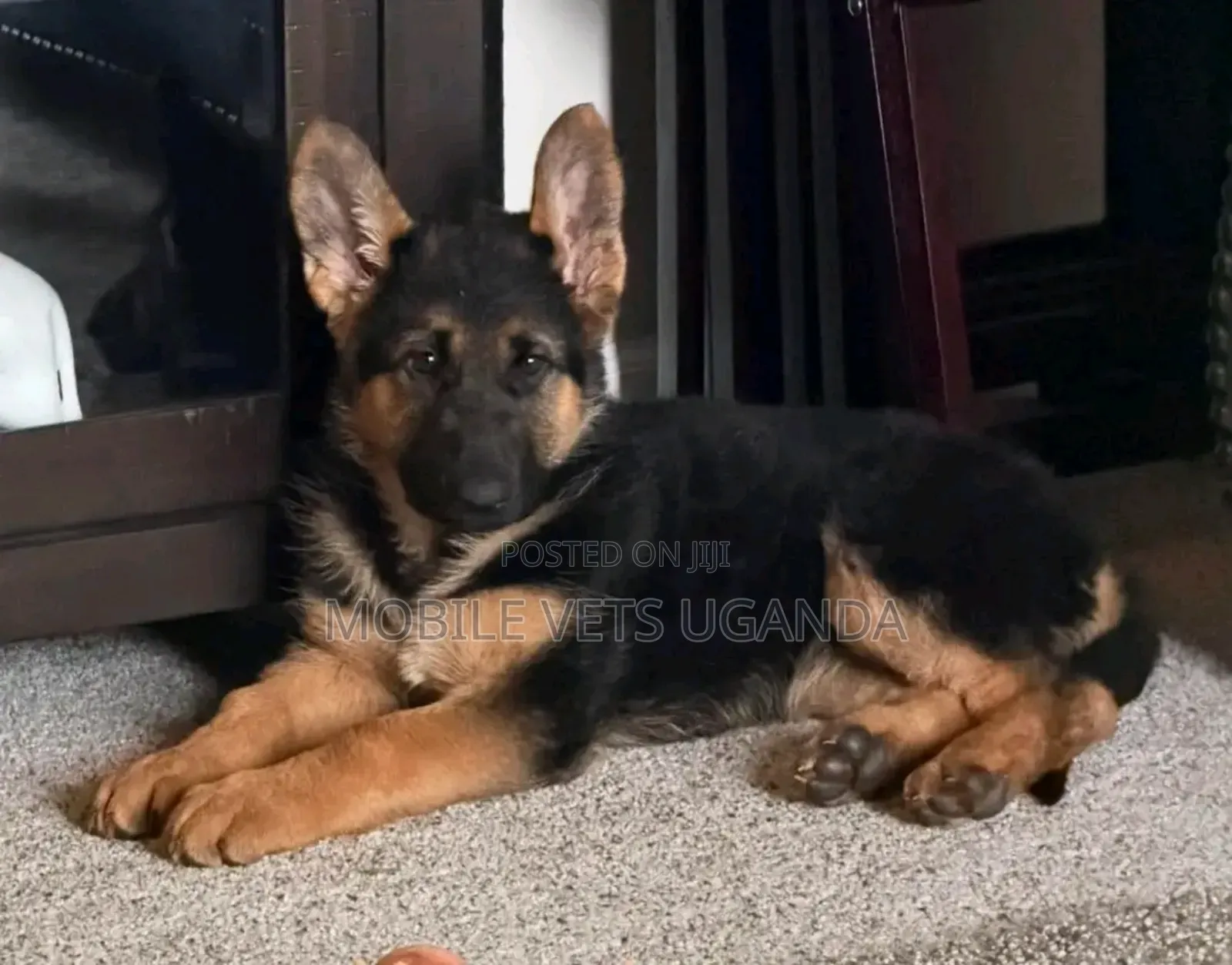 3-6 months Male Purebred German Shepherd