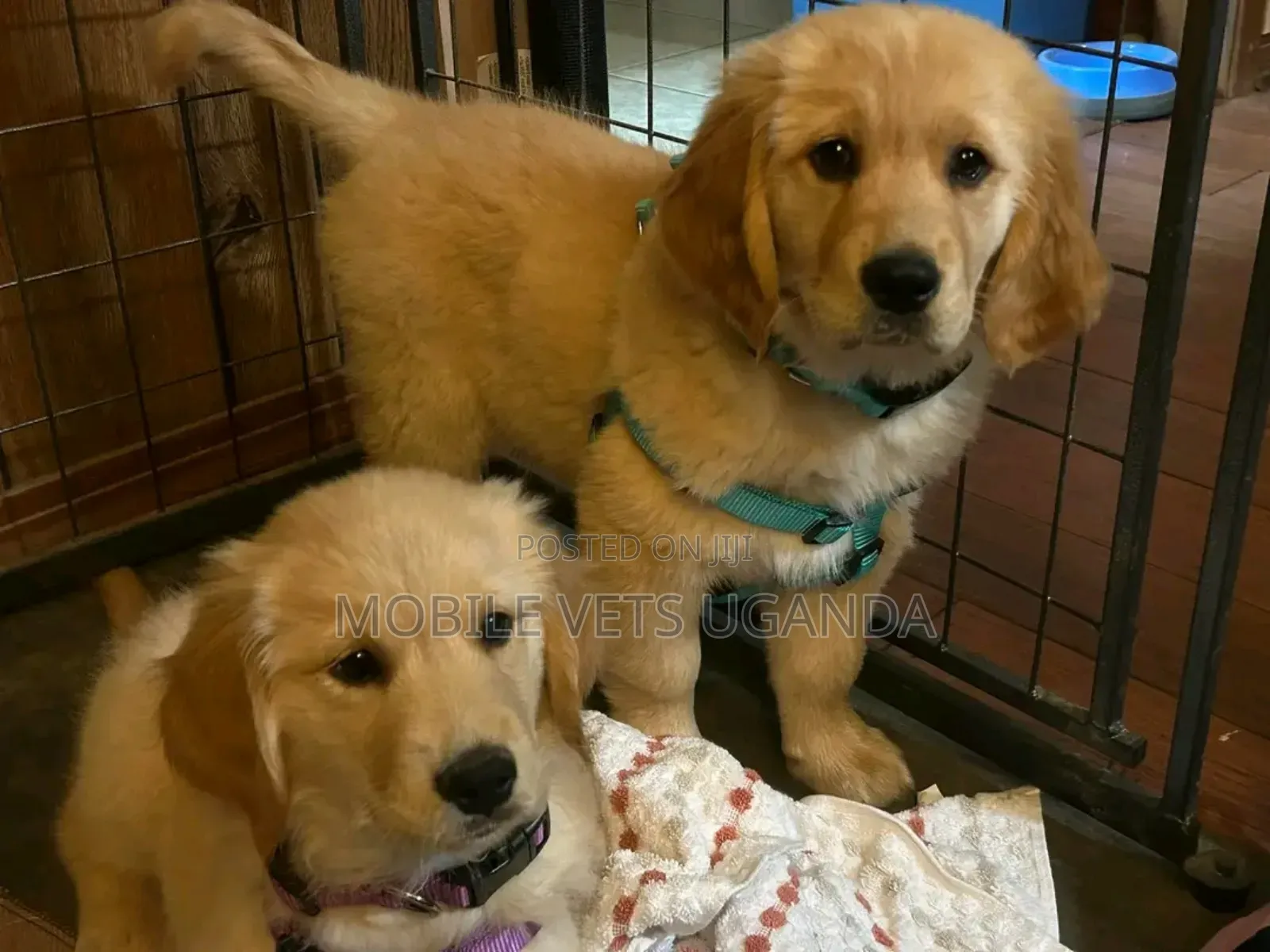 3-6 months Male Purebred Golden Retriever
