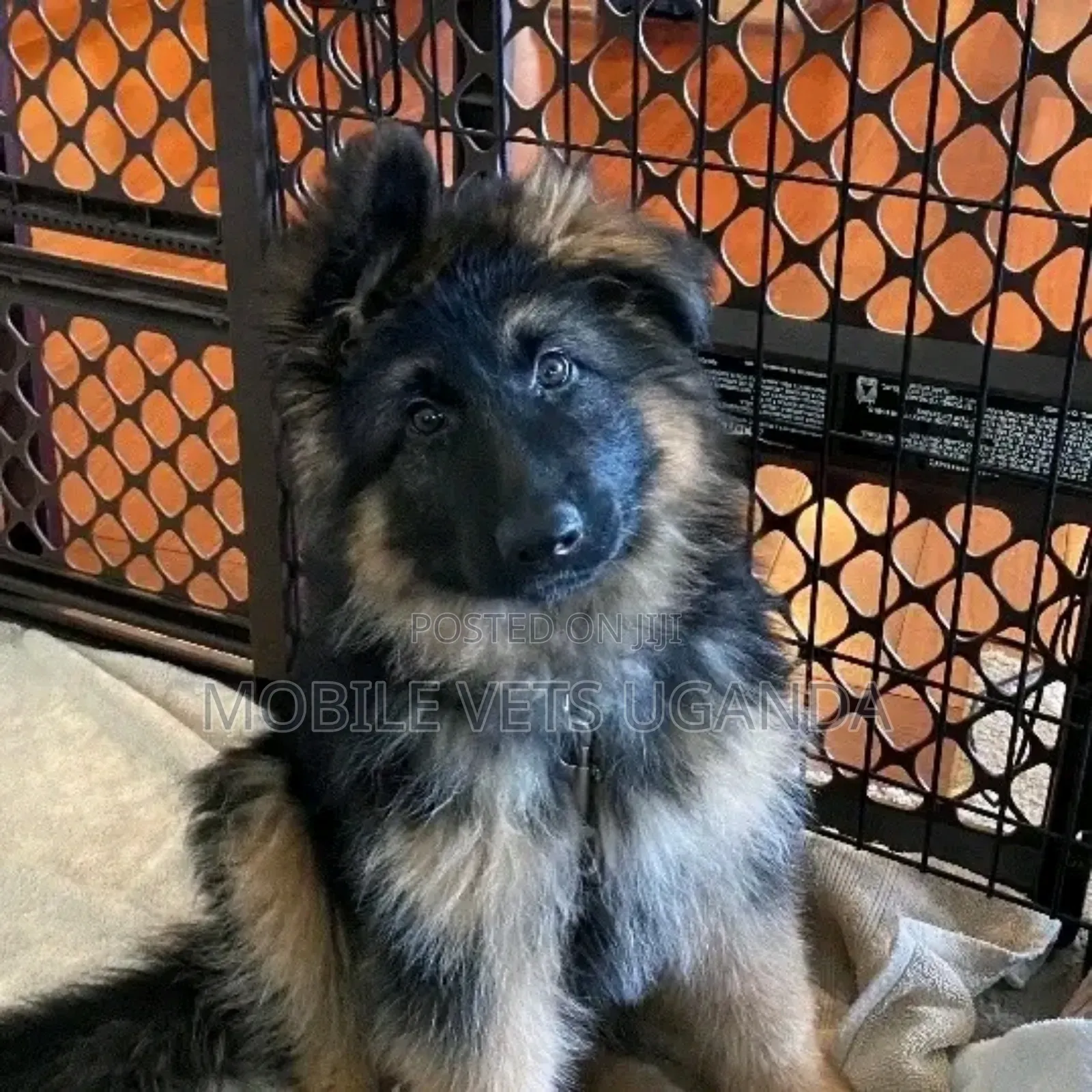 1-3 months Male Purebred German Shepherd
