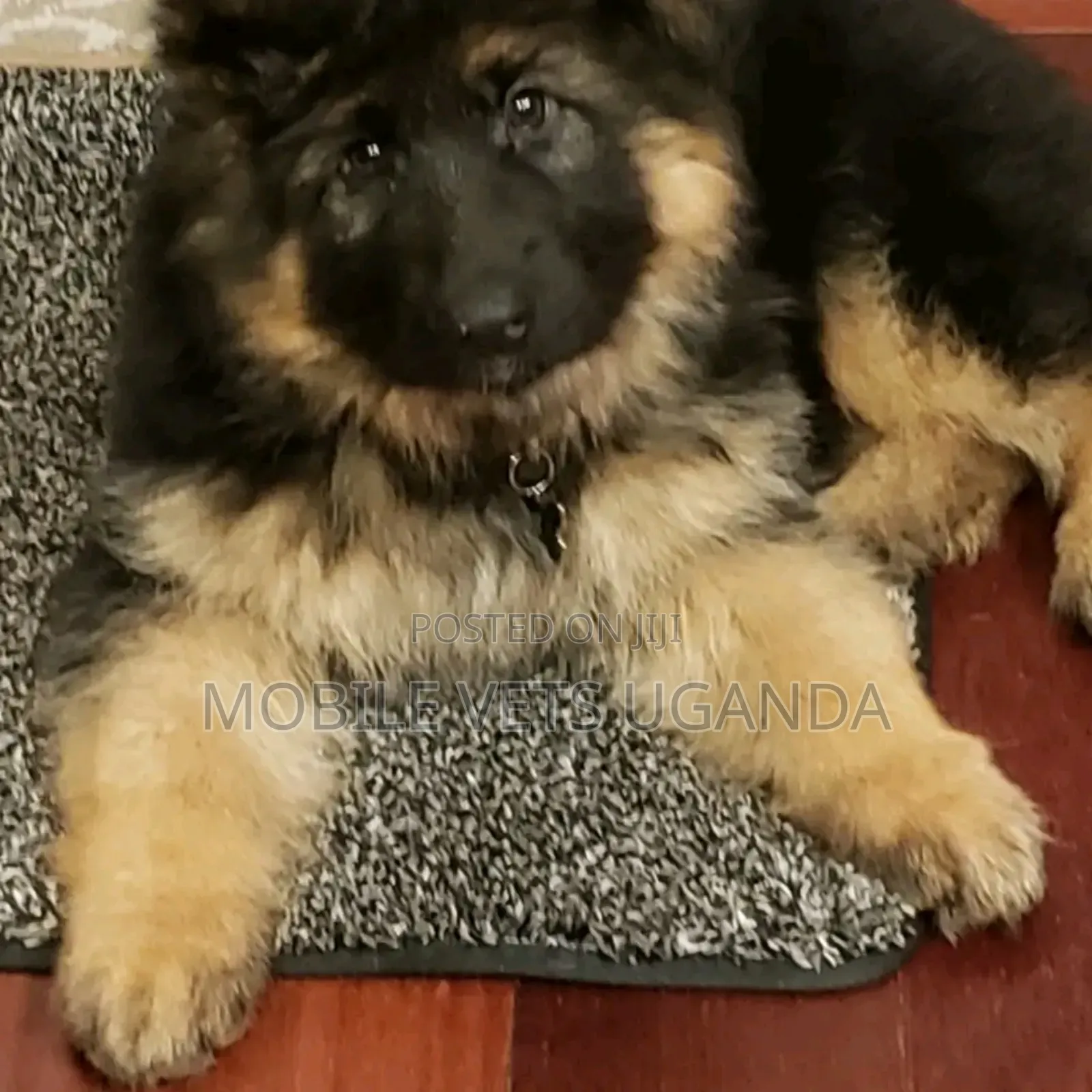 3-6 months Male Purebred German Shepherd
